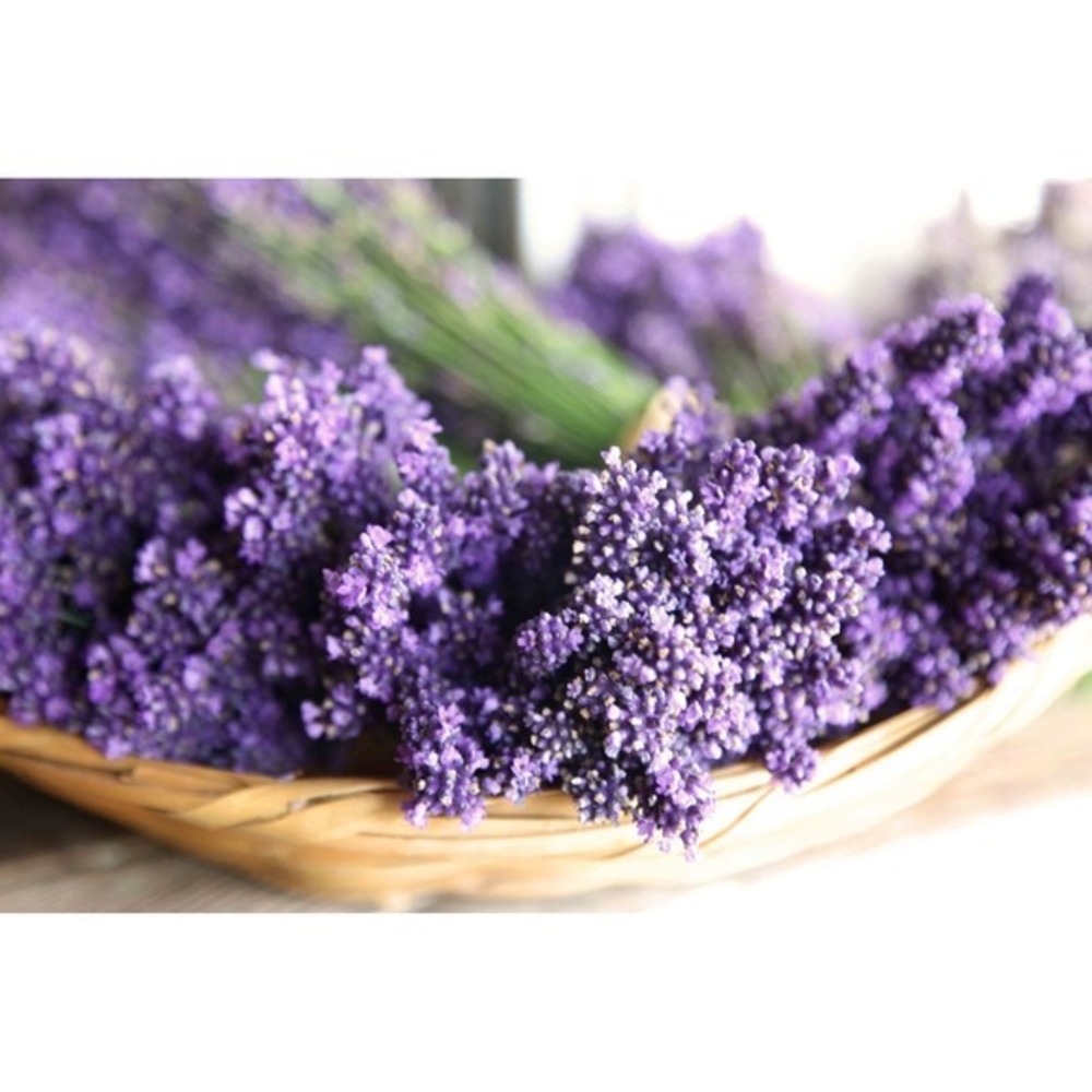 Dried Lavender Bowl Art Wall‎ Print – Botanical Dreamy Home Decor Size 8x10